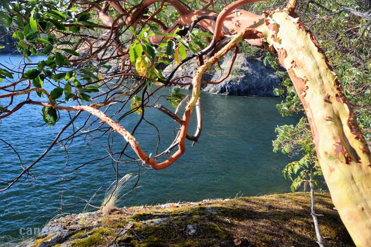 shoreline